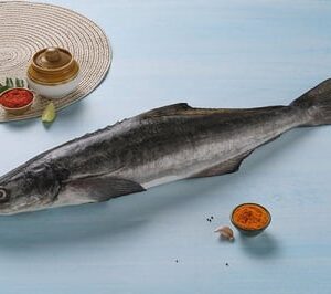 Black King Fish / Motha / Cobia (Similar to Seer Fish, Some Say That It Tastes Better) (Whole Fish 3kg to 8kg)